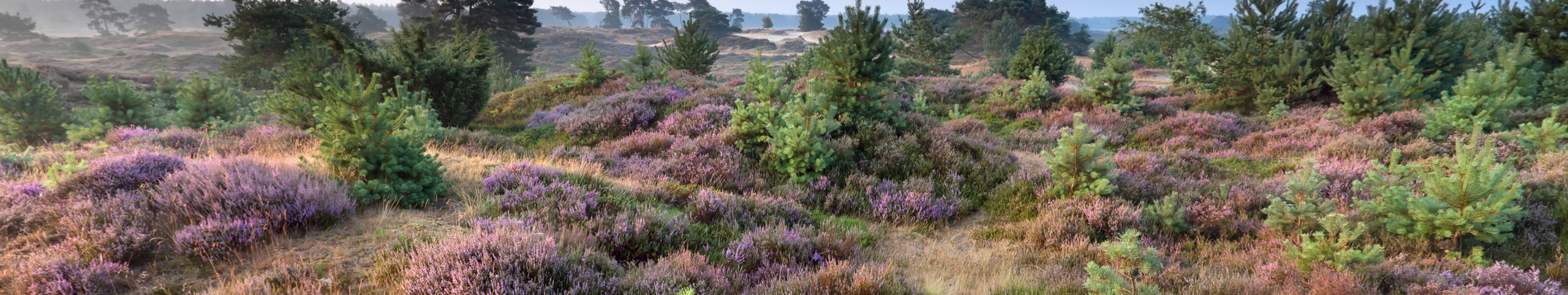 Banner Utrechtse Heuvelrug - Utrecht - Nederland